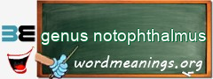 WordMeaning blackboard for genus notophthalmus